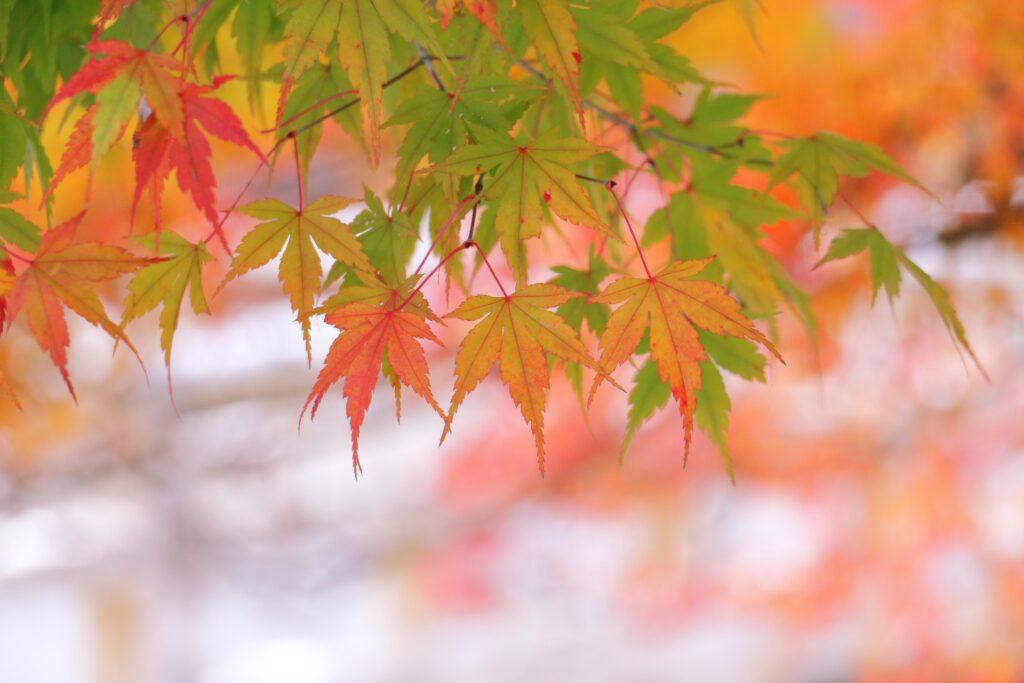 秋の行楽グッズ